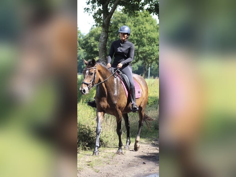 KWPN Stute 14 Jahre 167 cm Dunkelbrauner in Noordwijk