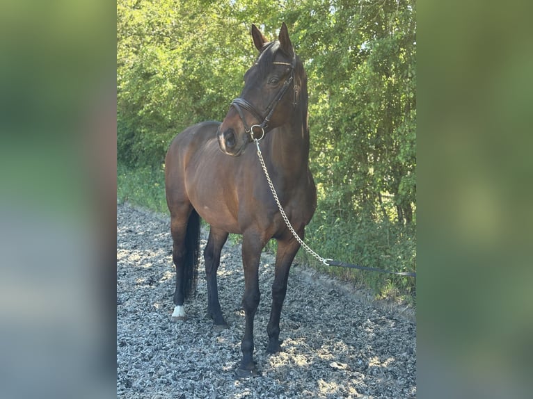 KWPN Stute 14 Jahre 168 cm Brauner in Dongen