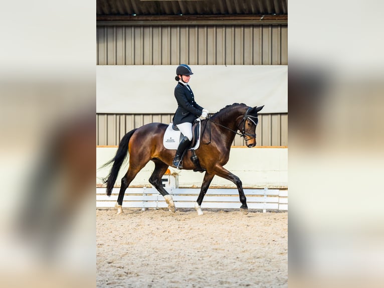 KWPN Stute 14 Jahre 168 cm Dunkelbrauner in Zeeland