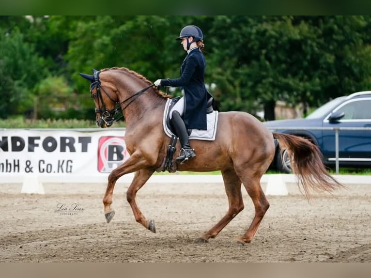 KWPN Stute 14 Jahre 168 cm Fuchs in Alsdorf