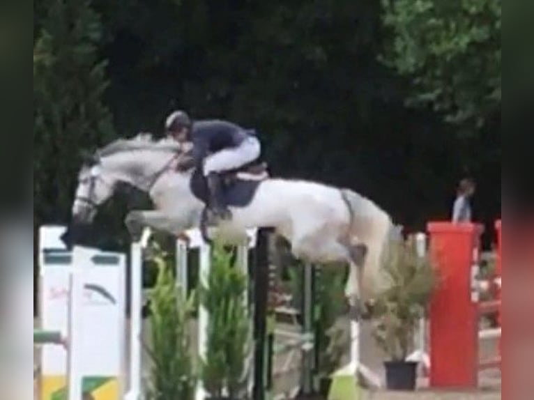 KWPN Stute 14 Jahre 168 cm Schimmel in Gronau (Leine)
