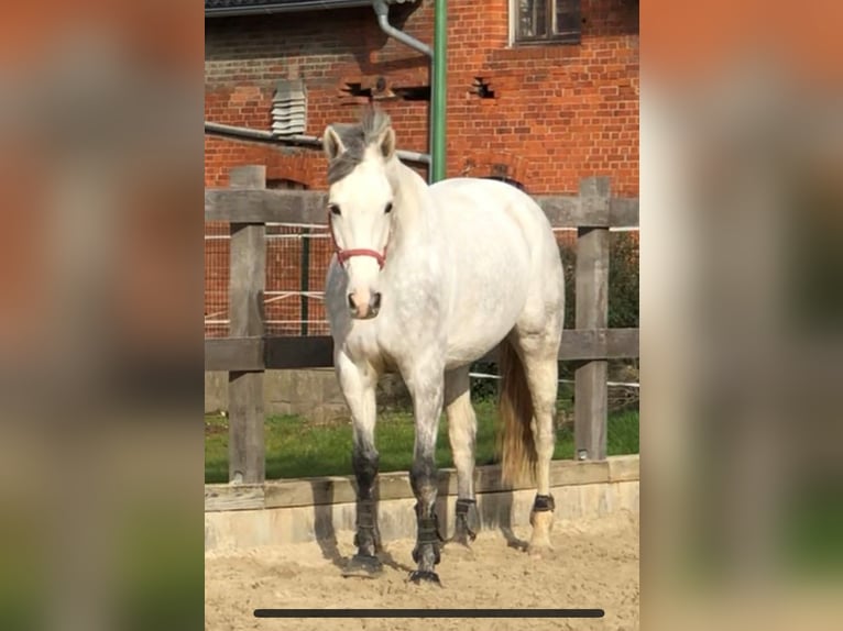 KWPN Stute 14 Jahre 168 cm Schimmel in Gronau (Leine)