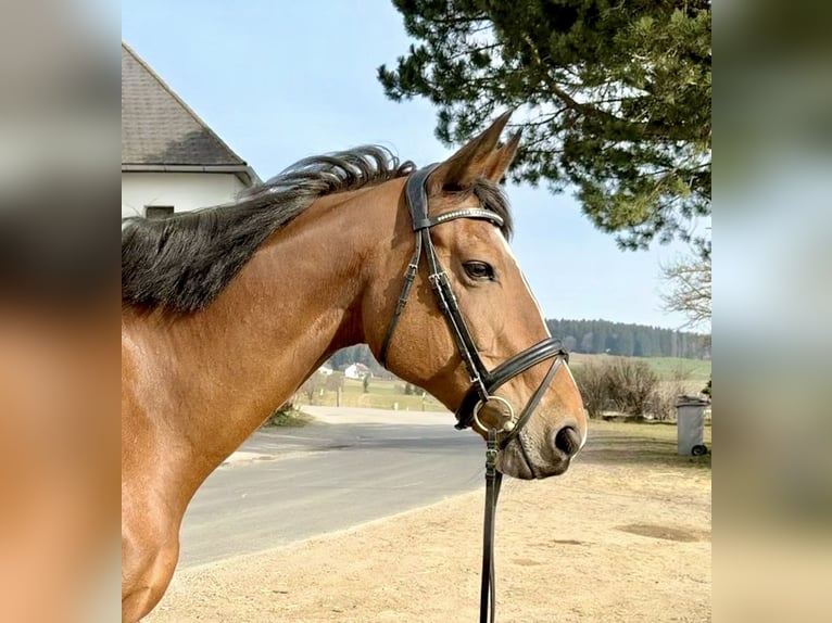 KWPN Stute 14 Jahre 169 cm Brauner in Pelmberg