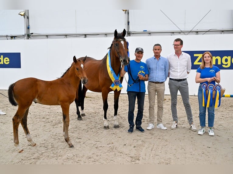 KWPN Stute 14 Jahre 169 cm Brauner in GROTE-BROGEL