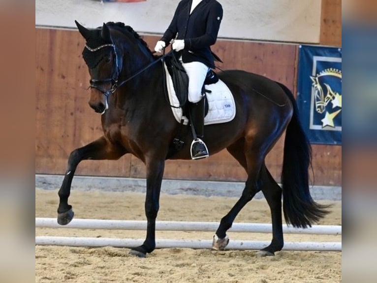 KWPN Stute 14 Jahre 170 cm Dunkelbrauner in Schore
