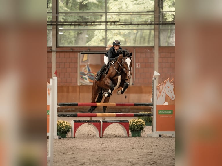 KWPN Stute 14 Jahre 170 cm Dunkelbrauner in Erkelenz