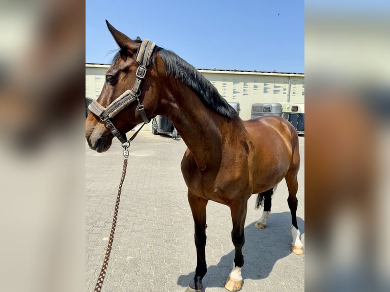 KWPN Stute 14 Jahre 170 cm Dunkelbrauner in Erkelenz