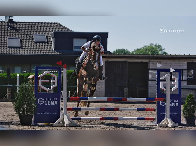 KWPN Stute 14 Jahre 170 cm Dunkelfuchs in Aachen