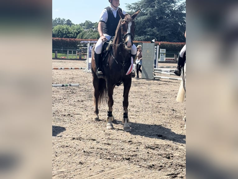 KWPN Stute 14 Jahre 170 cm Dunkelfuchs in Aachen