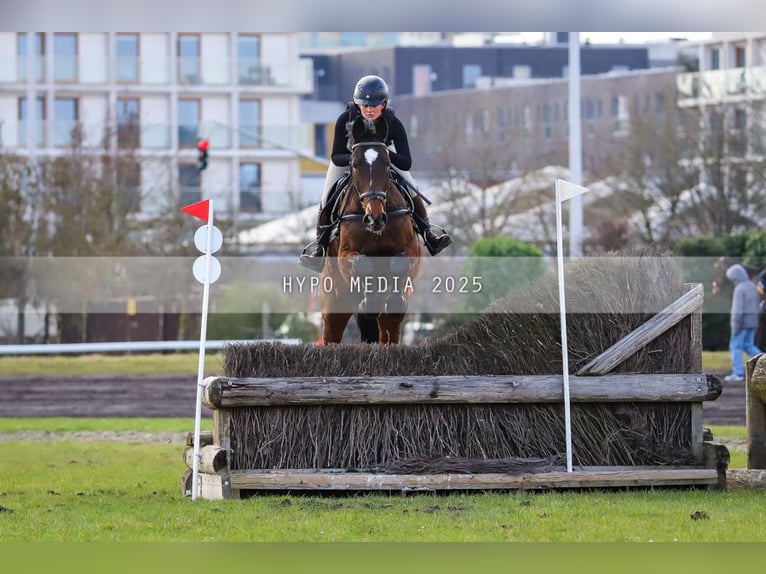 KWPN Stute 14 Jahre 172 cm Brauner in Deinze