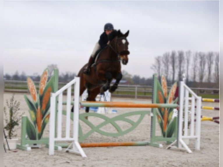 KWPN Stute 14 Jahre 172 cm Brauner in Deinze
