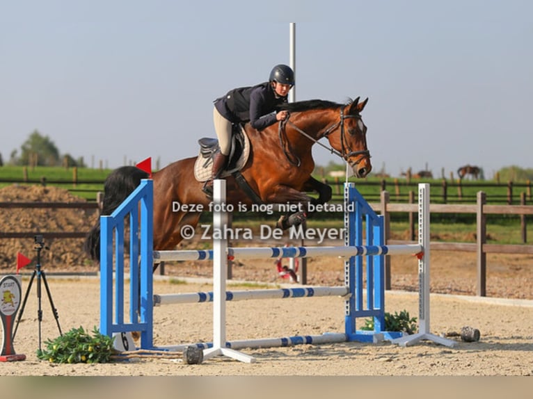 KWPN Stute 14 Jahre 172 cm Brauner in Deinze