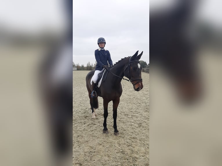 KWPN Stute 14 Jahre 172 cm Brauner in Deinze