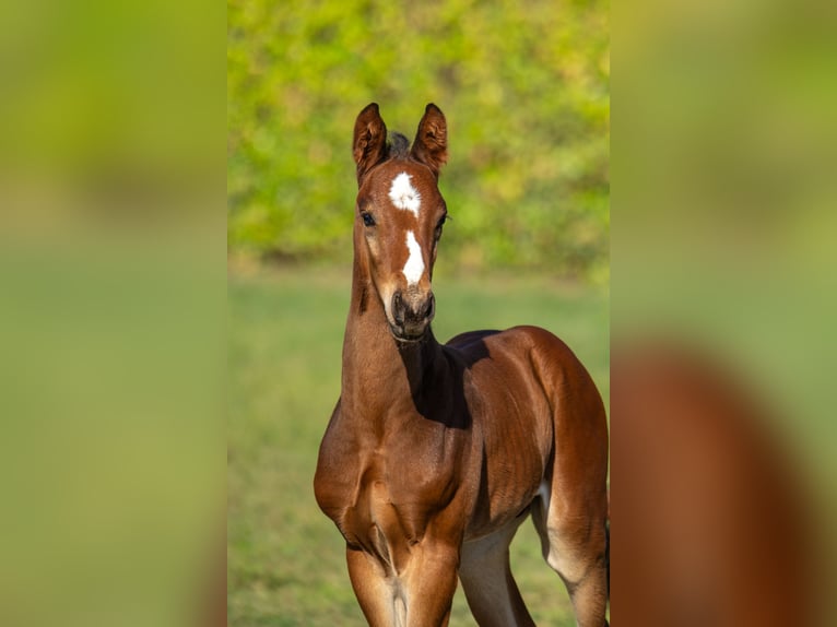 KWPN Stute 14 Jahre 173 cm Brauner in Cardedeu