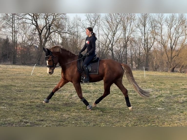 KWPN Stute 14 Jahre 173 cm Fuchs in Arnstadt