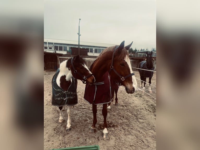 KWPN Stute 14 Jahre 173 cm Fuchs in Arnstadt