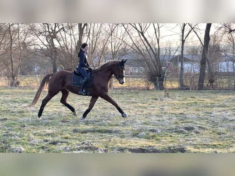 KWPN Stute 14 Jahre 173 cm Fuchs in Arnstadt