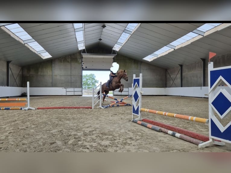KWPN Stute 14 Jahre 174 cm Fuchs in Breda