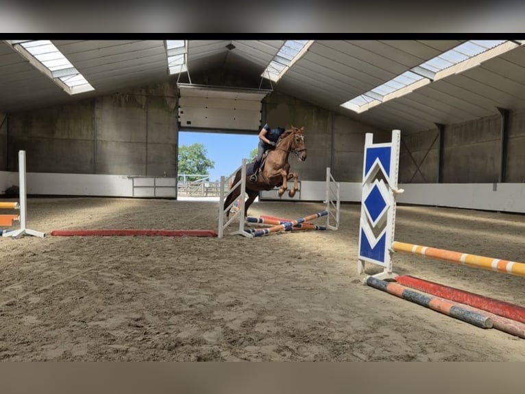 KWPN Stute 14 Jahre 174 cm Fuchs in Breda