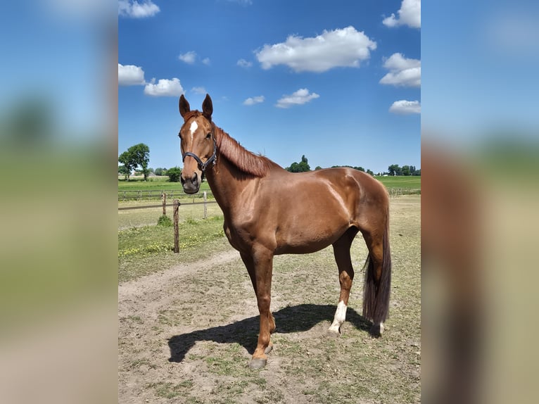 KWPN Stute 14 Jahre 174 cm Fuchs in Breda