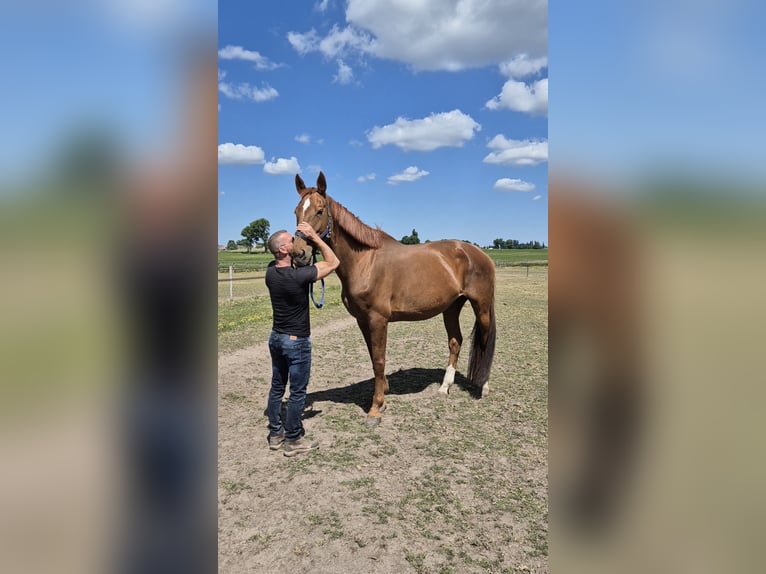 KWPN Stute 14 Jahre 174 cm Fuchs in Breda