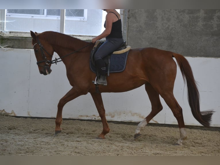 KWPN Stute 14 Jahre 174 cm Fuchs in Breda