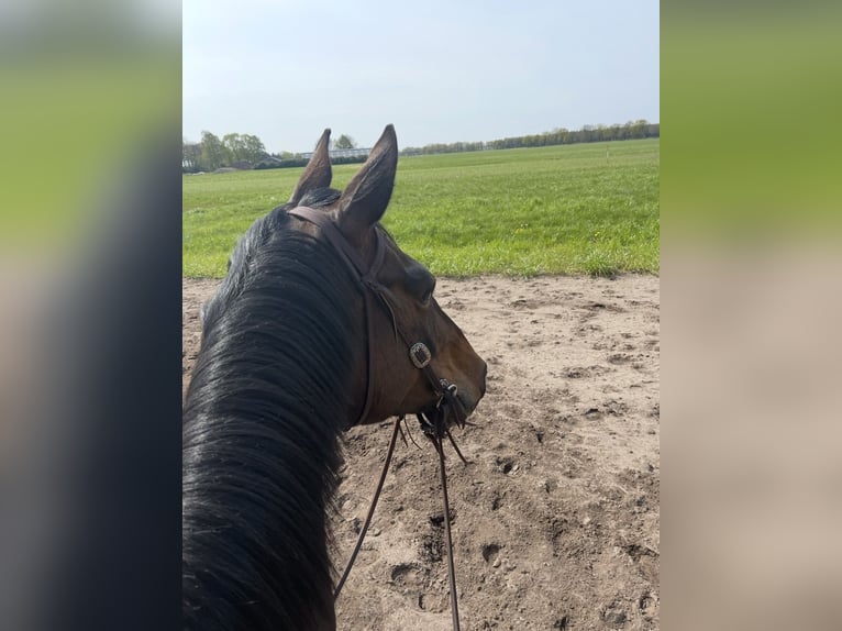 KWPN Stute 14 Jahre 175 cm Brauner in Wijchen