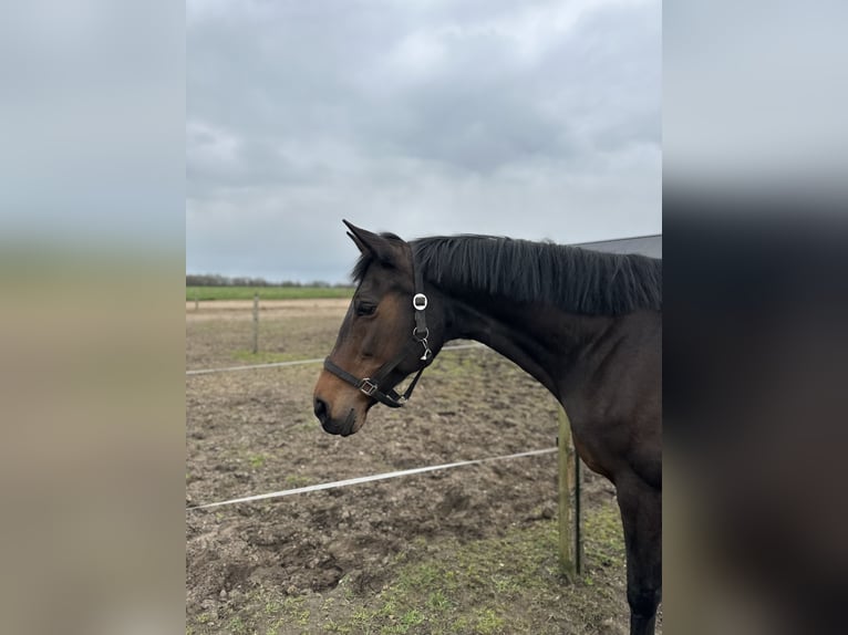 KWPN Stute 14 Jahre 175 cm Brauner in Markelo