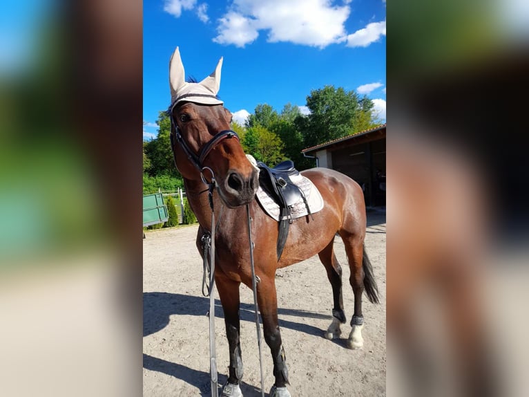 KWPN Stute 14 Jahre 190 cm Brauner in Sommerein
