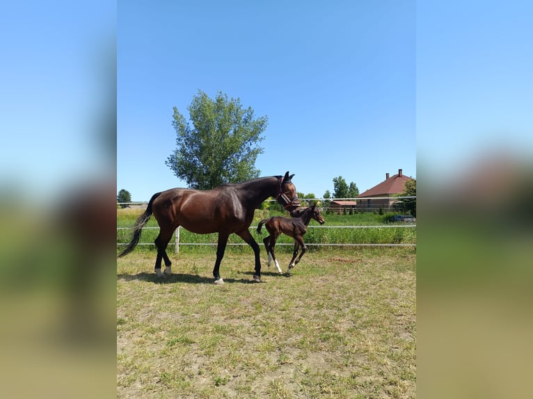 KWPN Stute 14 Jahre 190 cm Brauner in Sommerein