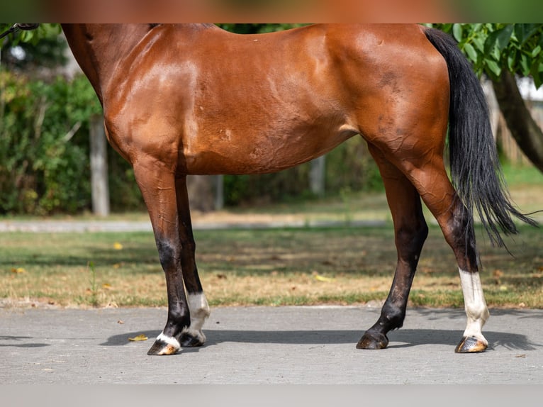 KWPN Stute 15 Jahre 154 cm in GROTE-BROGEL