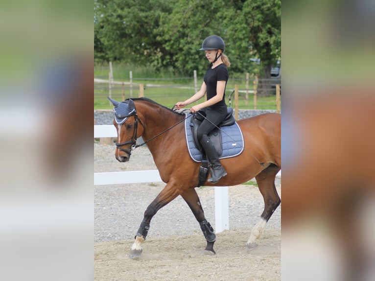 KWPN Stute 15 Jahre 160 cm Brauner in Gaienhofen