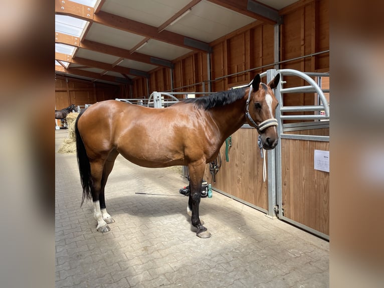 KWPN Stute 15 Jahre 160 cm Brauner in Gaienhofen