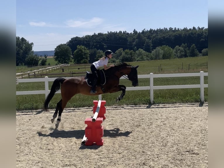 KWPN Stute 15 Jahre 160 cm Brauner in Gaienhofen