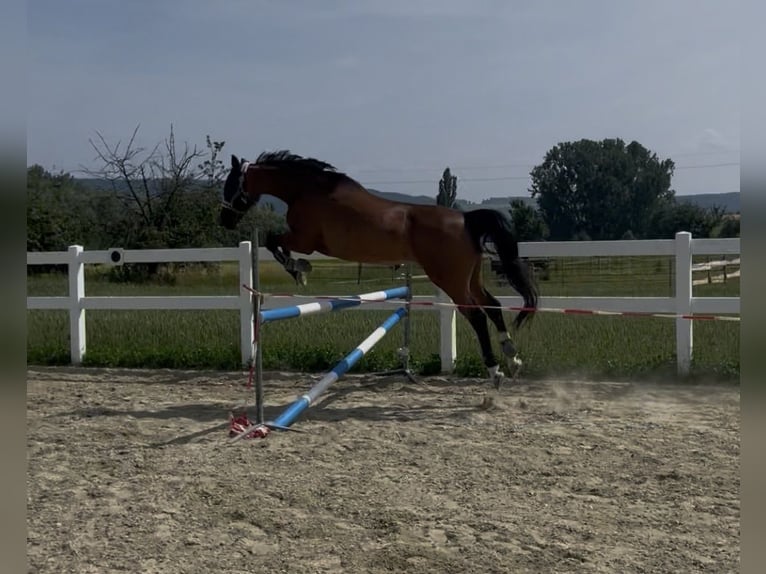 KWPN Stute 15 Jahre 160 cm Brauner in Gaienhofen