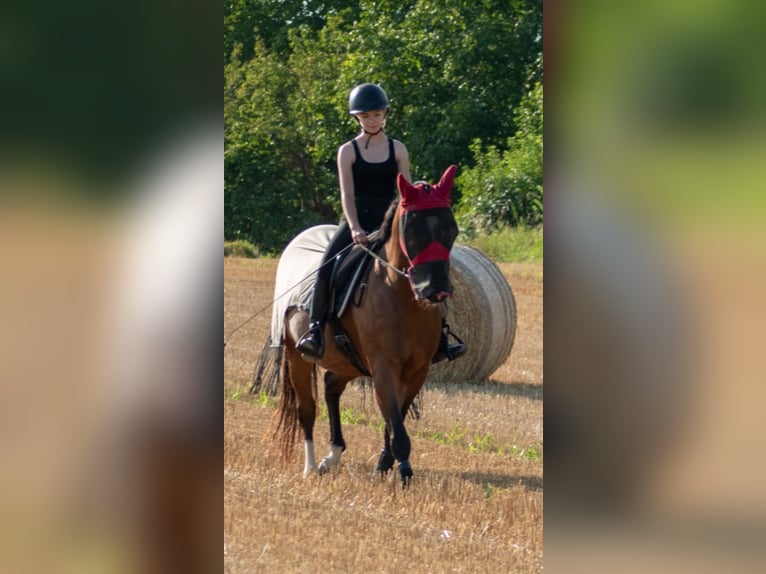 KWPN Stute 15 Jahre 160 cm Brauner in Gaienhofen