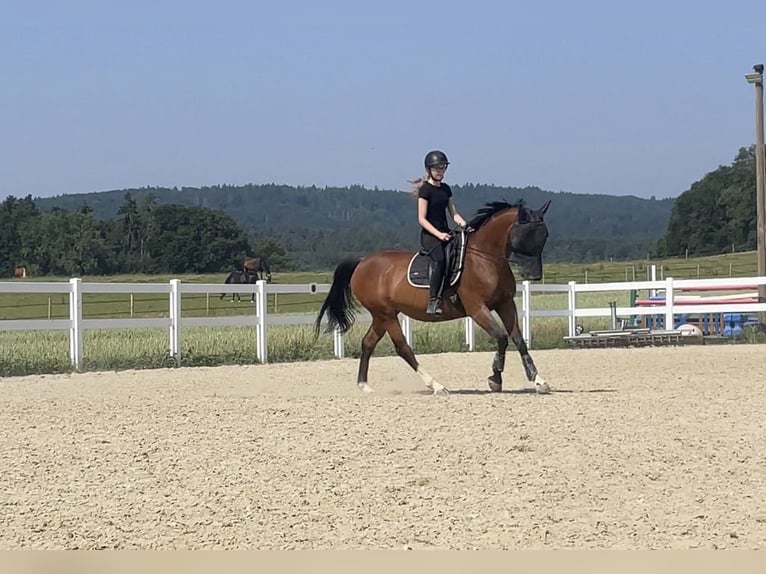 KWPN Stute 15 Jahre 160 cm Brauner in Gaienhofen