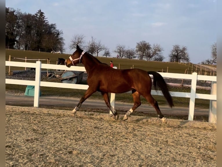 KWPN Stute 15 Jahre 160 cm Brauner in Gaienhofen
