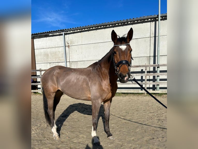 KWPN Stute 15 Jahre 163 cm Brauner in Zutendaal