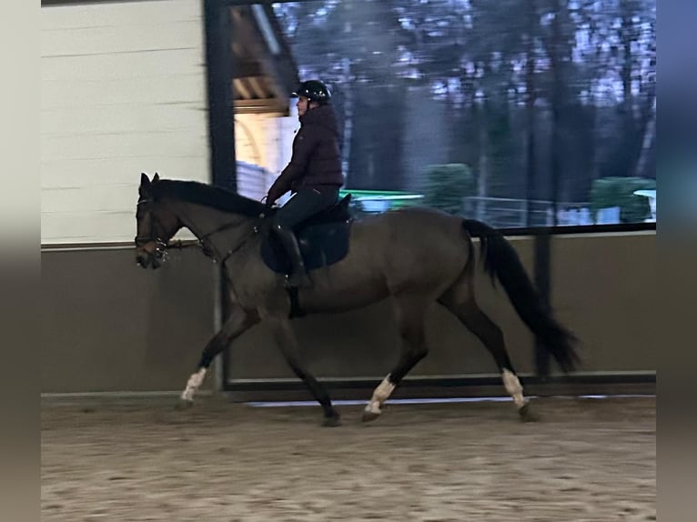KWPN Stute 15 Jahre 163 cm Brauner in Zutendaal