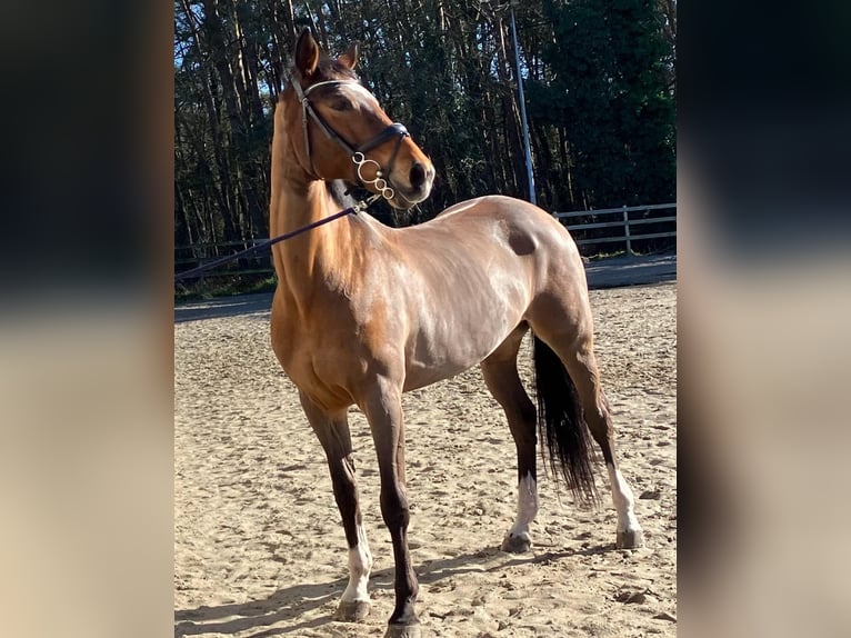 KWPN Stute 15 Jahre 163 cm Brauner in Zutendaal