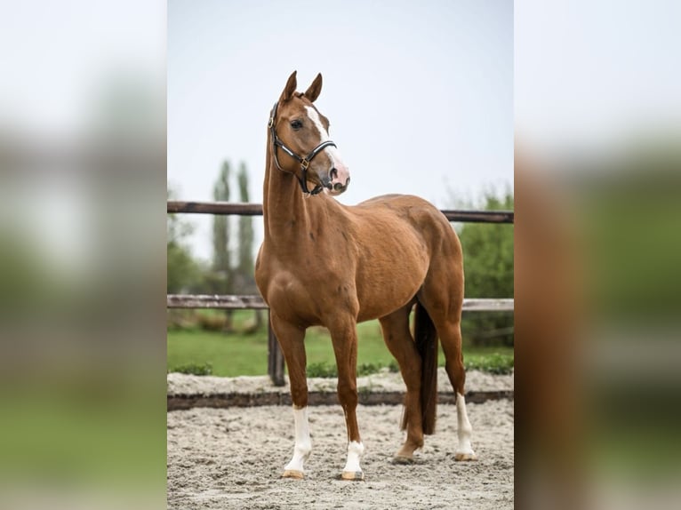 KWPN Stute 15 Jahre 163 cm Brauner in Terwolde