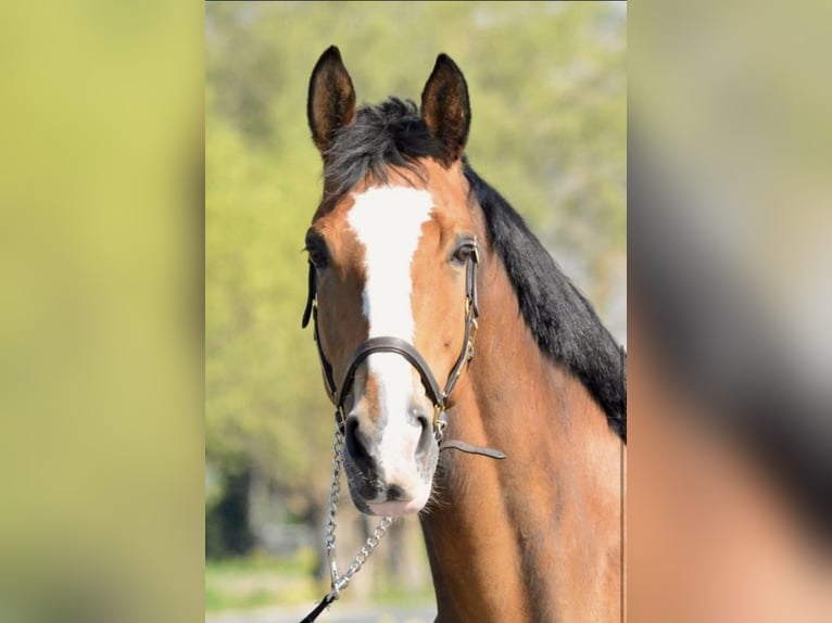 KWPN Stute 15 Jahre 163 cm Brauner in Terwolde