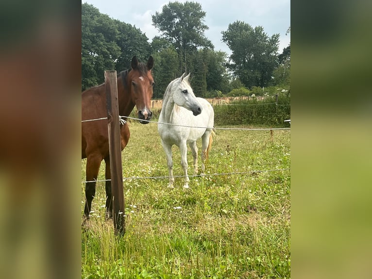 KWPN Stute 15 Jahre 163 cm Schimmel in Isselburg