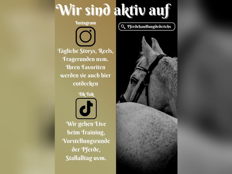 KWPN Stute 15 Jahre 164 cm Schimmel in Nettersheim