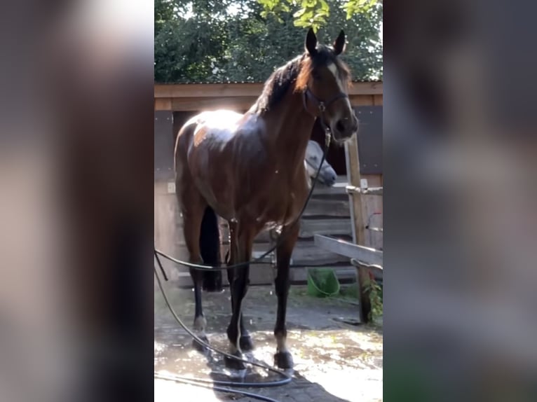 KWPN Stute 15 Jahre 165 cm Brauner in Verl