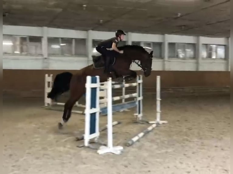 KWPN Stute 15 Jahre 165 cm Brauner in Verl