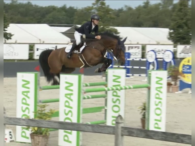 KWPN Stute 15 Jahre 165 cm Brauner in Verl