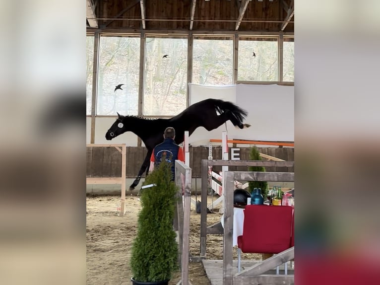 KWPN Stute 15 Jahre 165 cm Brauner in Verl