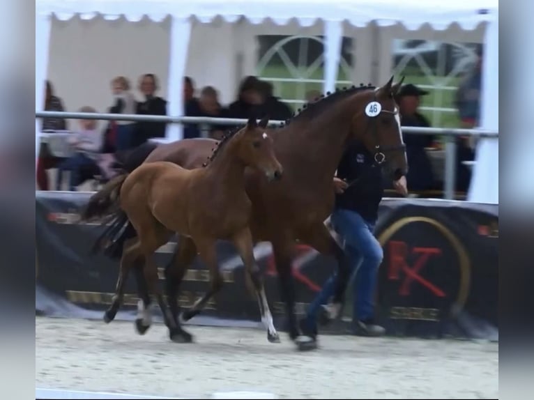 KWPN Stute 15 Jahre 165 cm Brauner in Verl